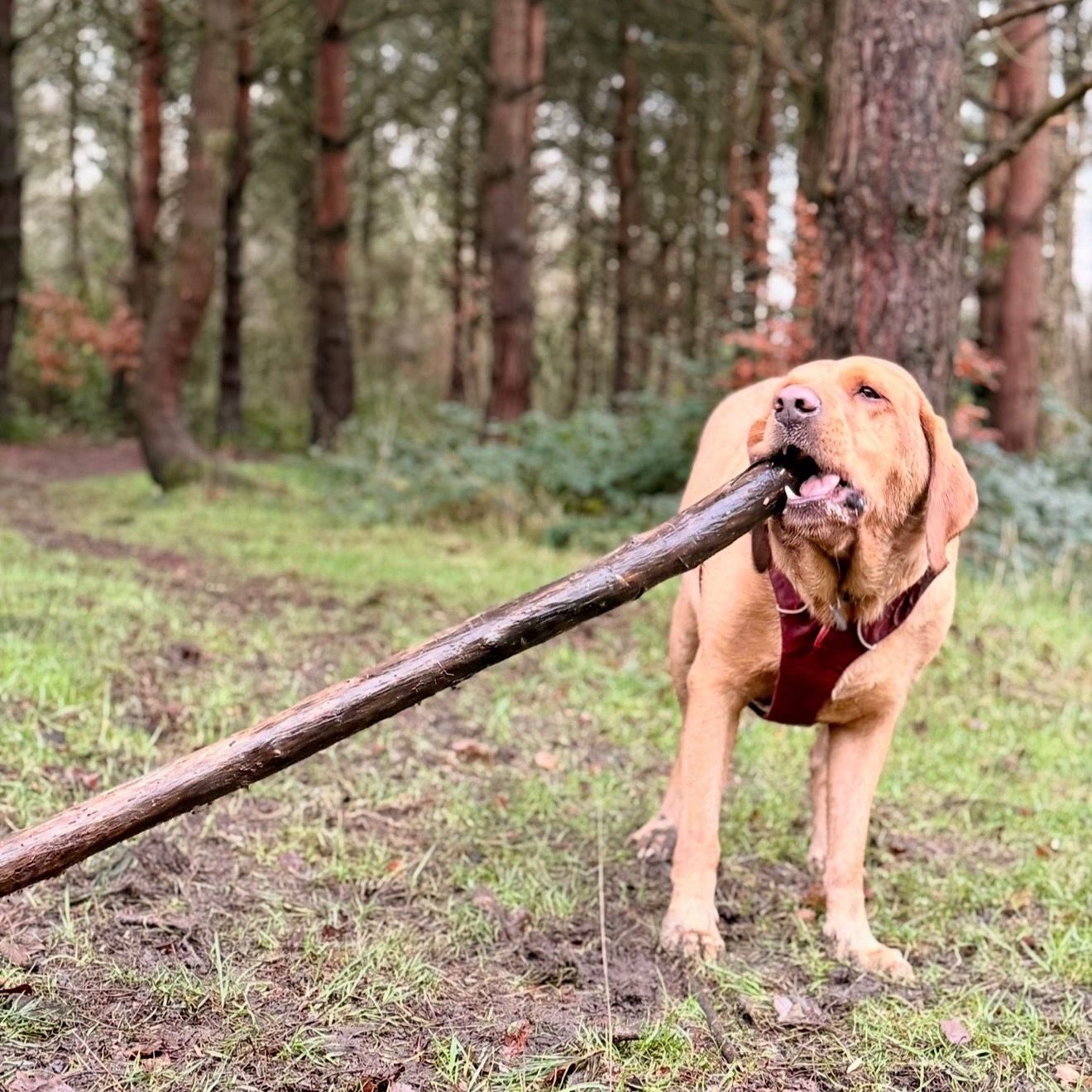 Dog on a walk chewing on huge stick