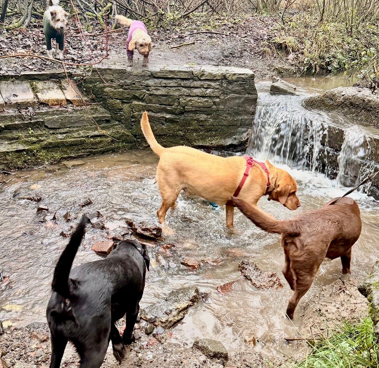 group of dogs enjoying Levenshulme waterfall