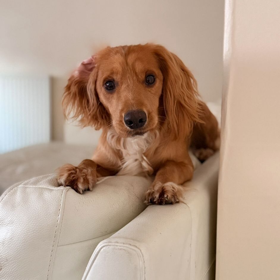 puppy at home enjoying dog walker company