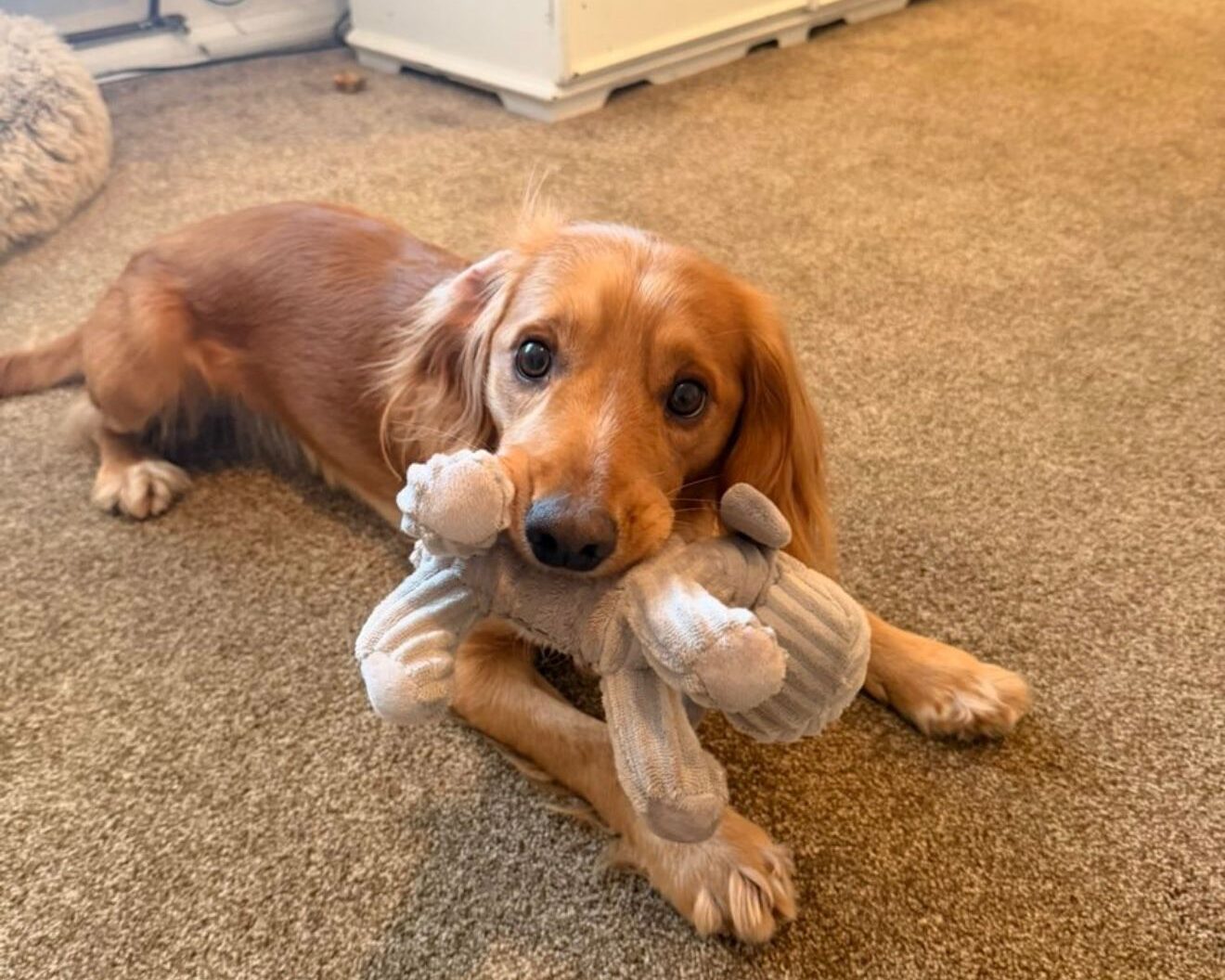 goose the dog playing with pet toy