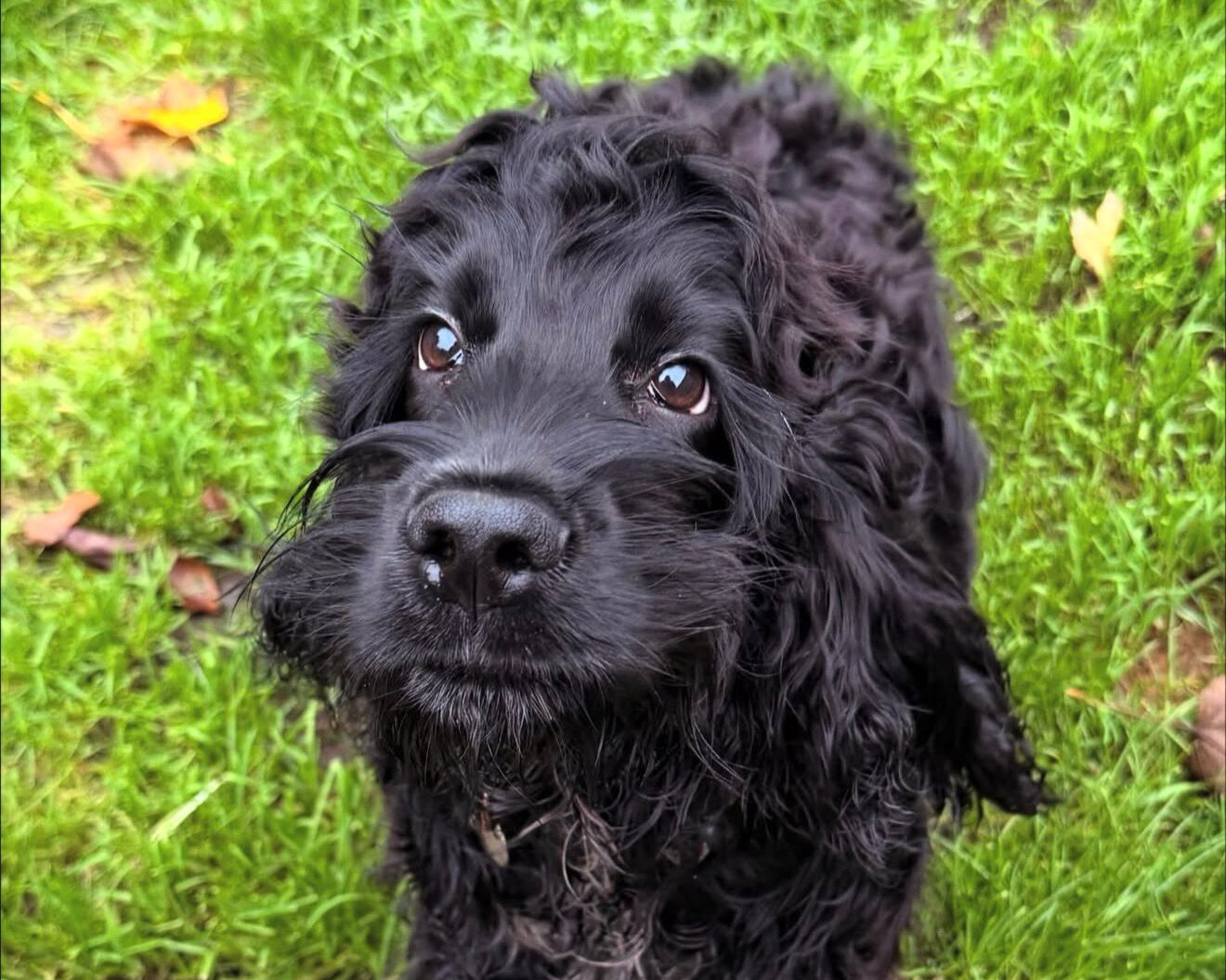 Pretty Ralph dog on 1 hour solo walk