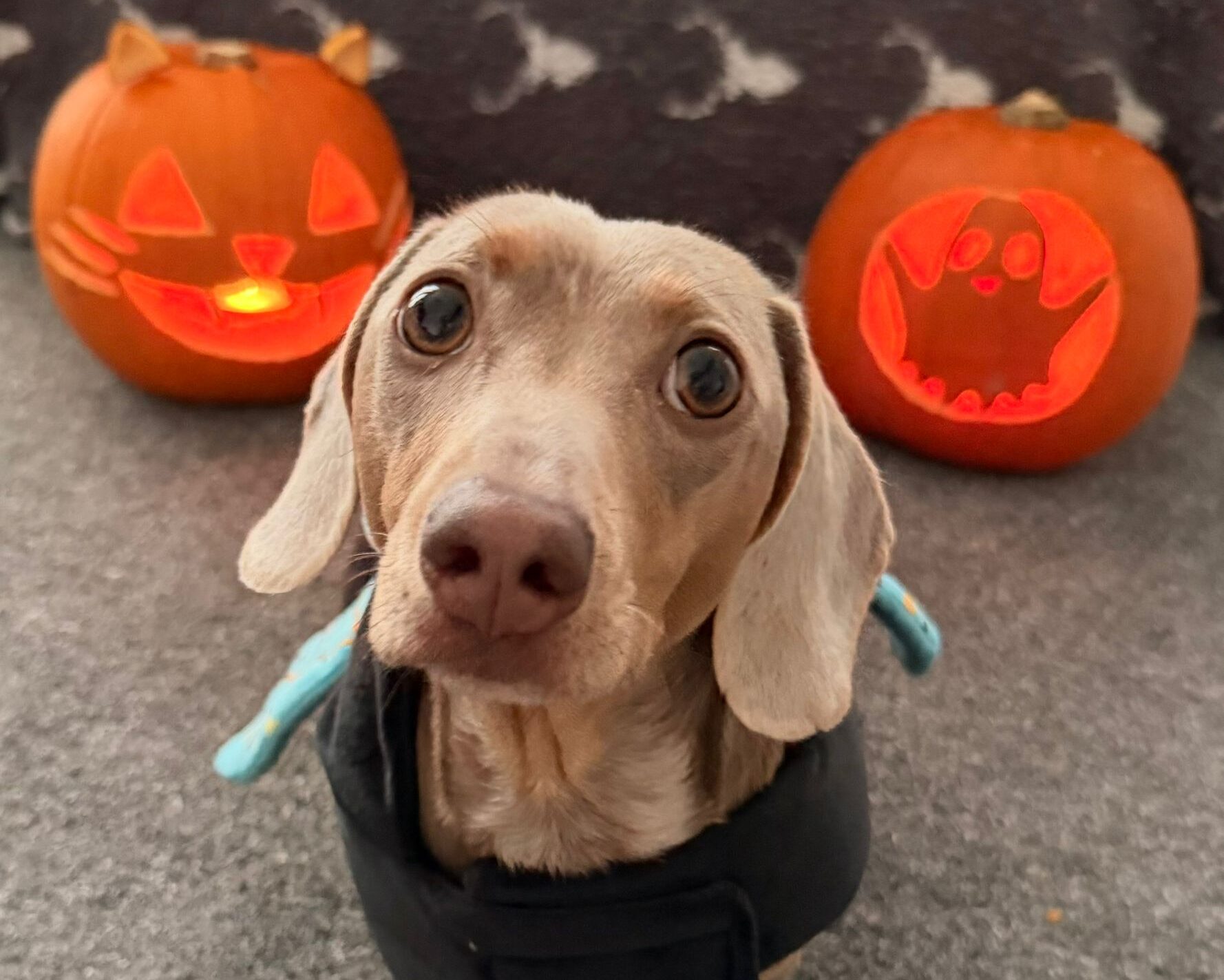 Peggy dog in Halloween outfit