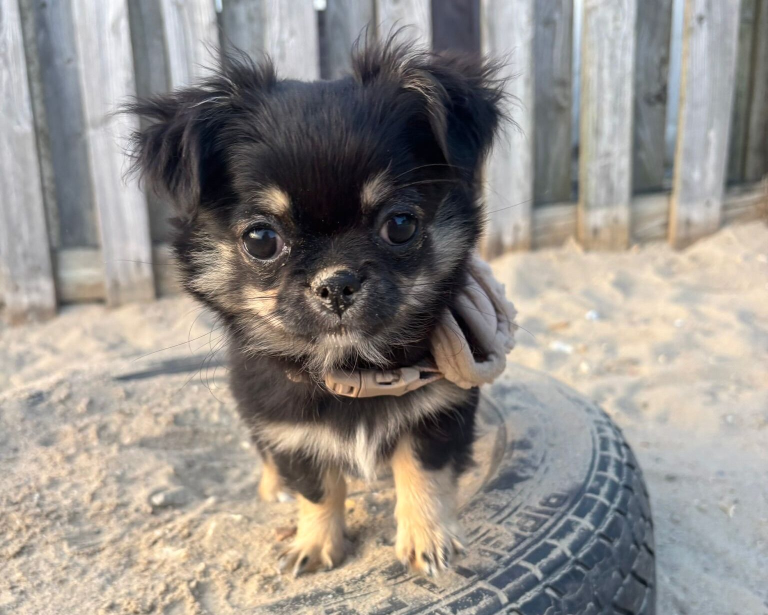 Chimmy puppy on a 30 minute solo walk