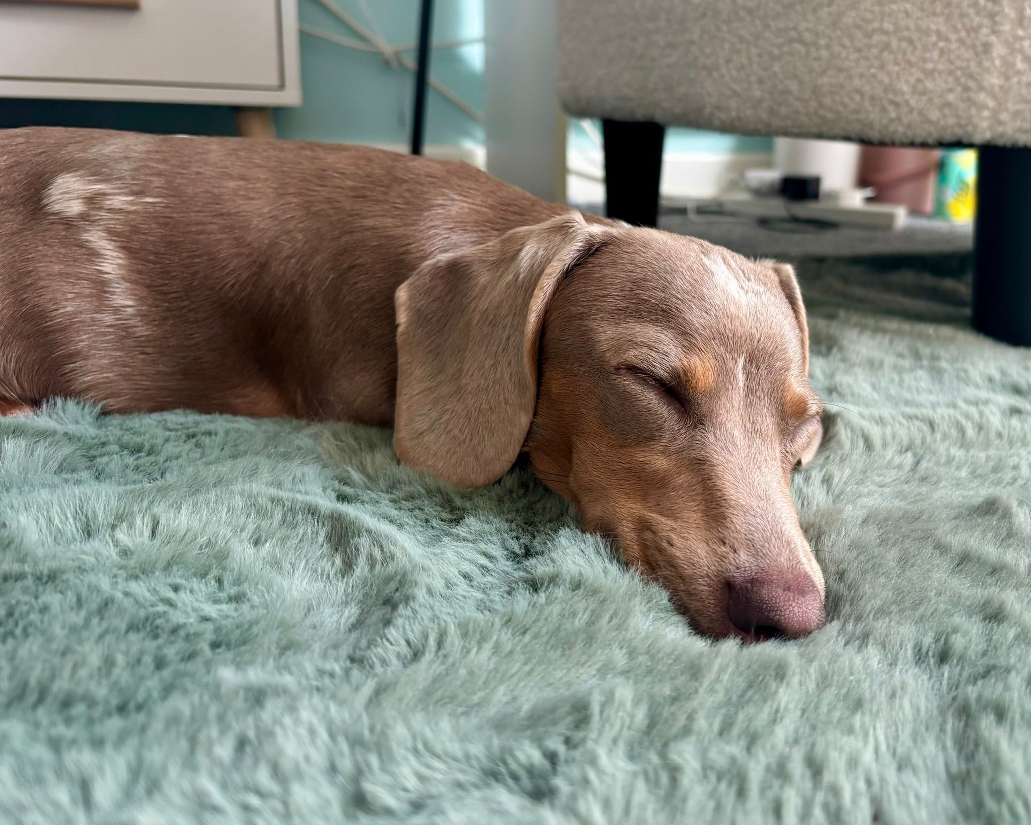 Peggy the puppy sleeping on a blue rug