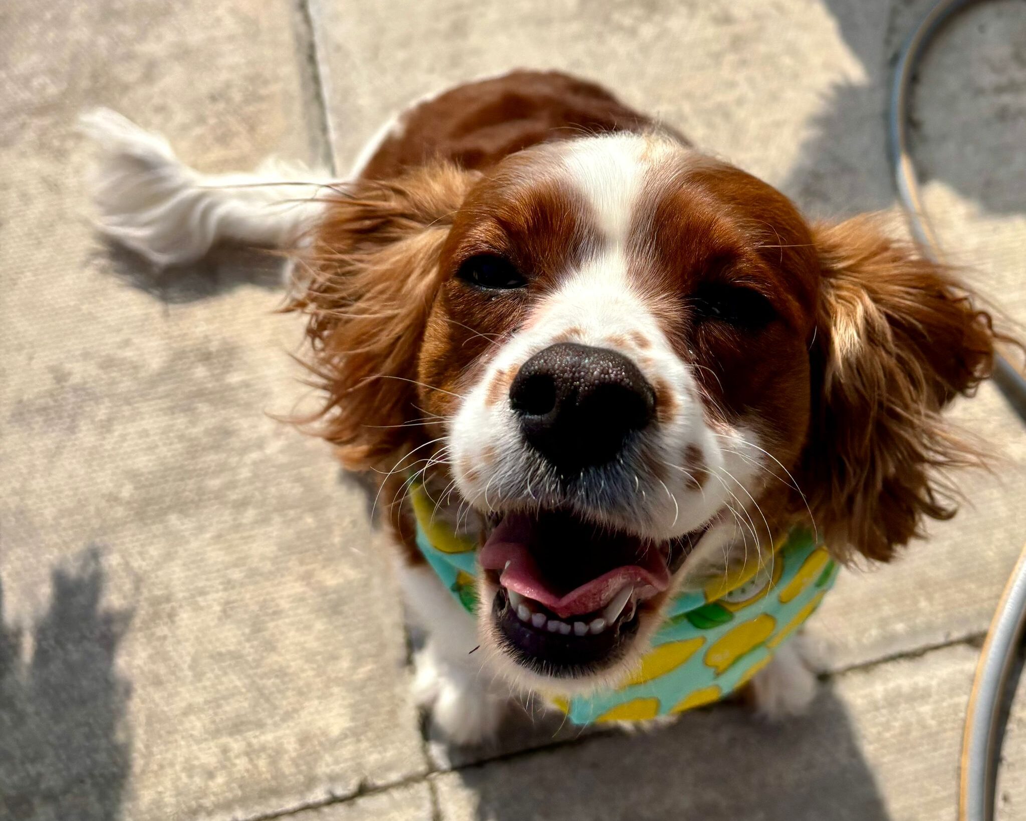 Peanut dog looking happy