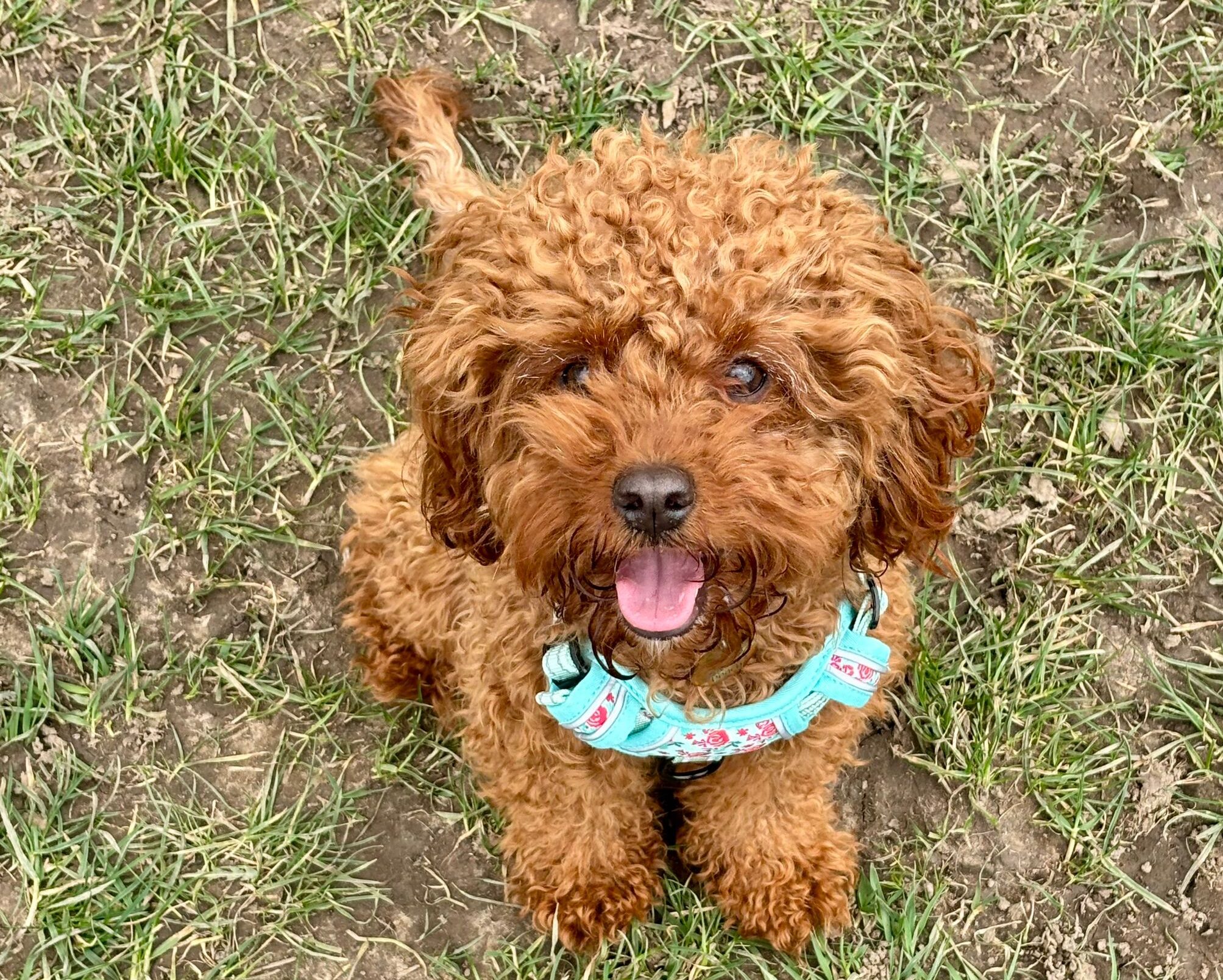 my dog peach as a puppy