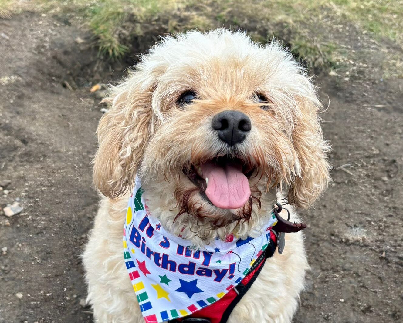 Poppy the dog on a solo walk