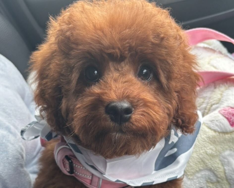 peach the puppy looking very cute