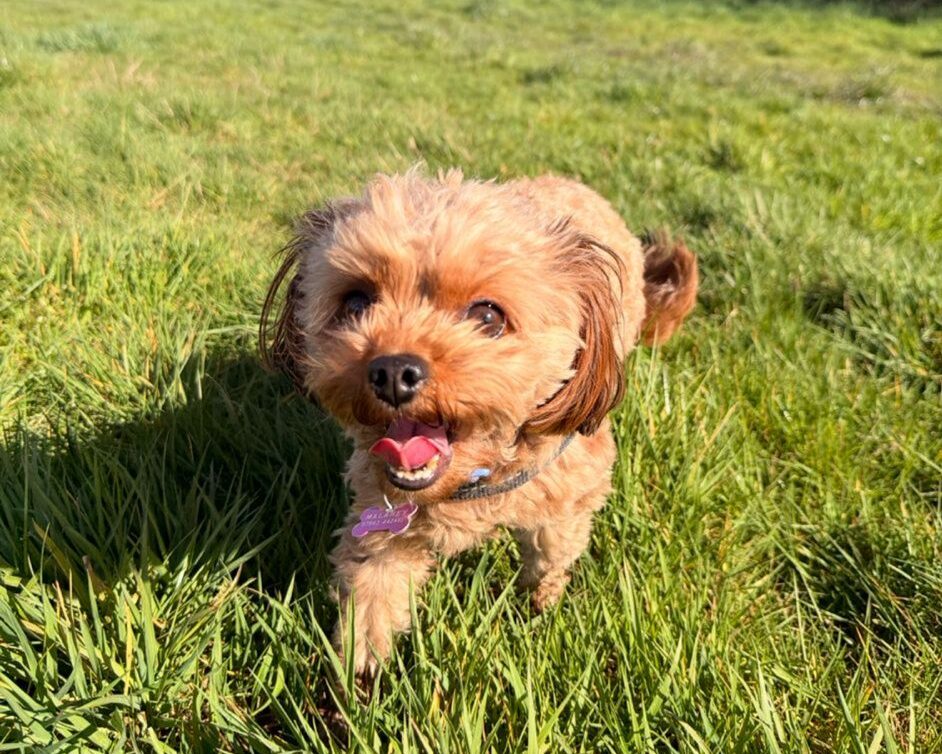 Happy Gwen puppy on 1 hour solo walk