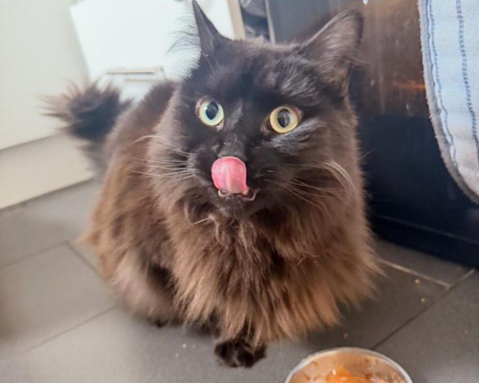 baby cat licking lips after eating food